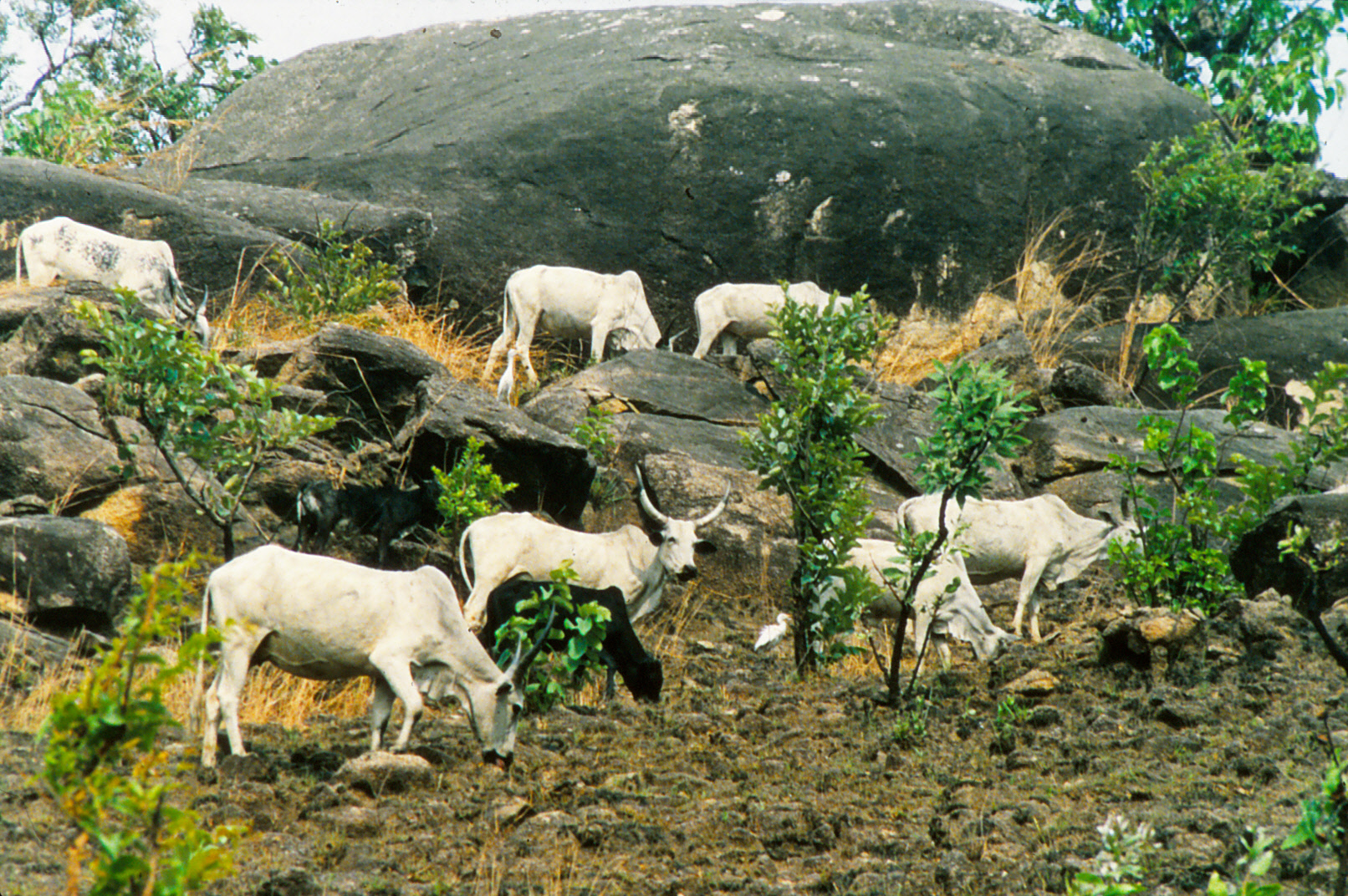 Cattle_near_Misaje_Cameroon